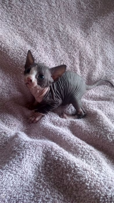 Канадский сфинкс эльф