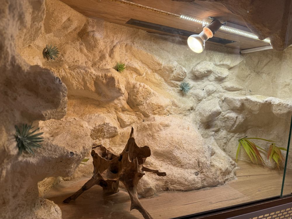Duże Terarium / agama