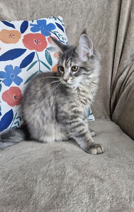 Srebrna niebieska kotka Maine Coon