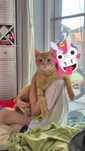 Do pilnej adopcji kocurek Cynamon