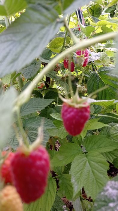 Малина красная  ранняя ремонтантная  сорта , Брусвяна.