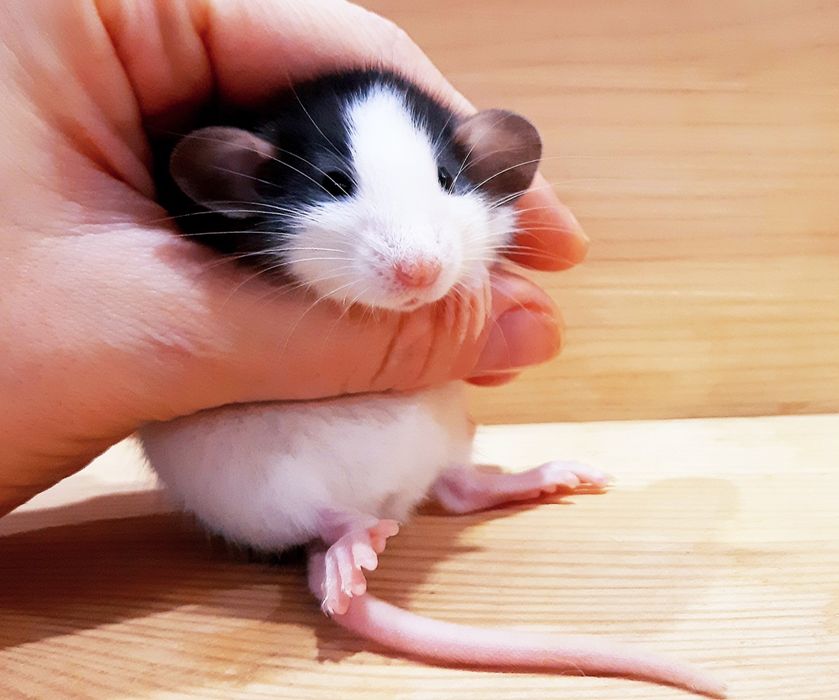 Крыски дамбо,крысы,крысята,клетки,корма,аксессуары