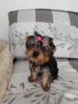 Yorkshire terrier