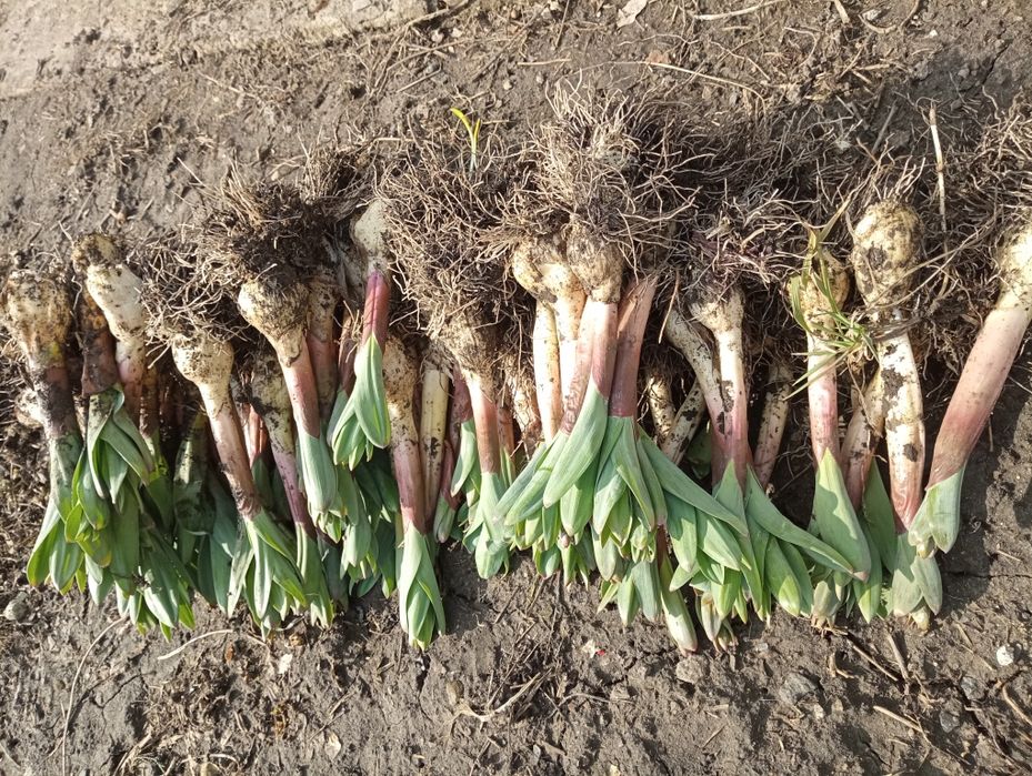 Цибуля Суворова/Allium suworowii