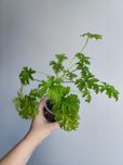 Geranium / anginka - roślina doniczkowa