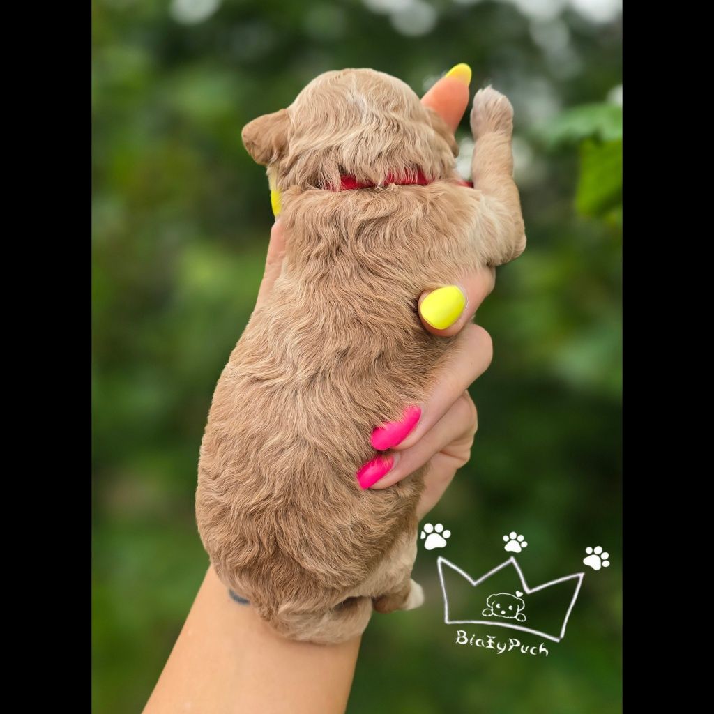 Maltipoo pudel toy red loki białe badania paszport wyprawka