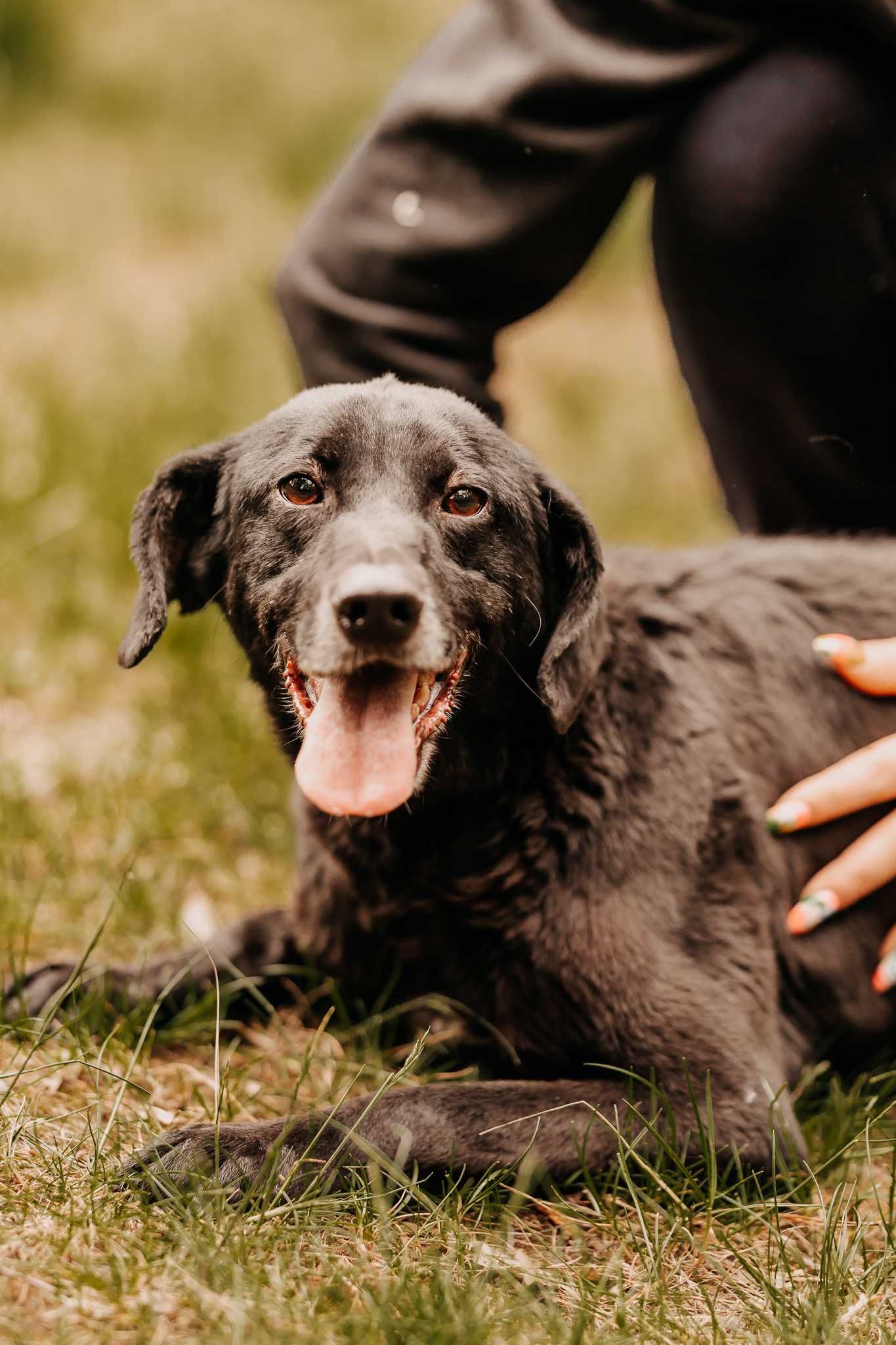 Młody, przemiły psiak Riko poleca się do adopcji!