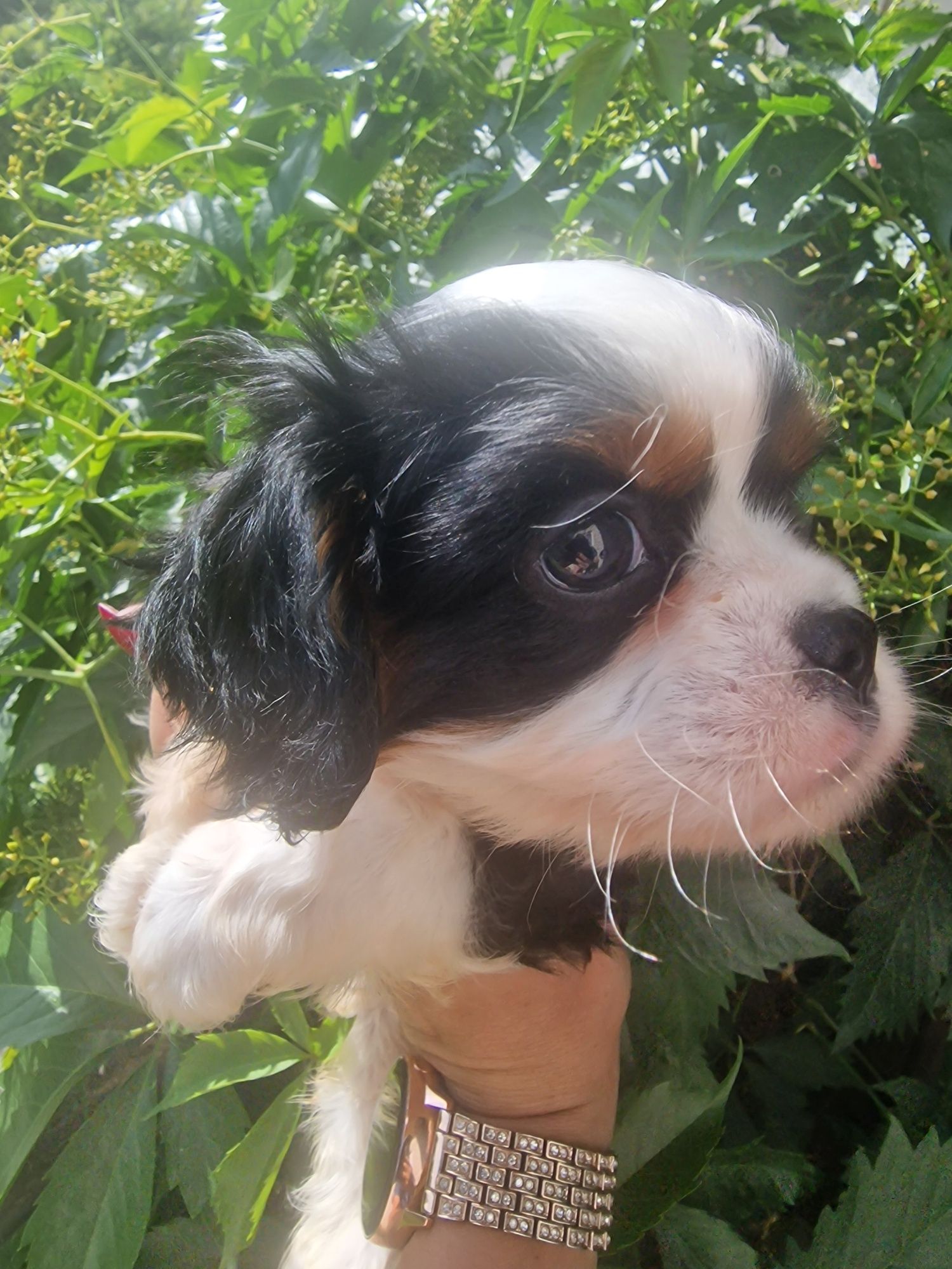 Cavalier King Charles Spaniel