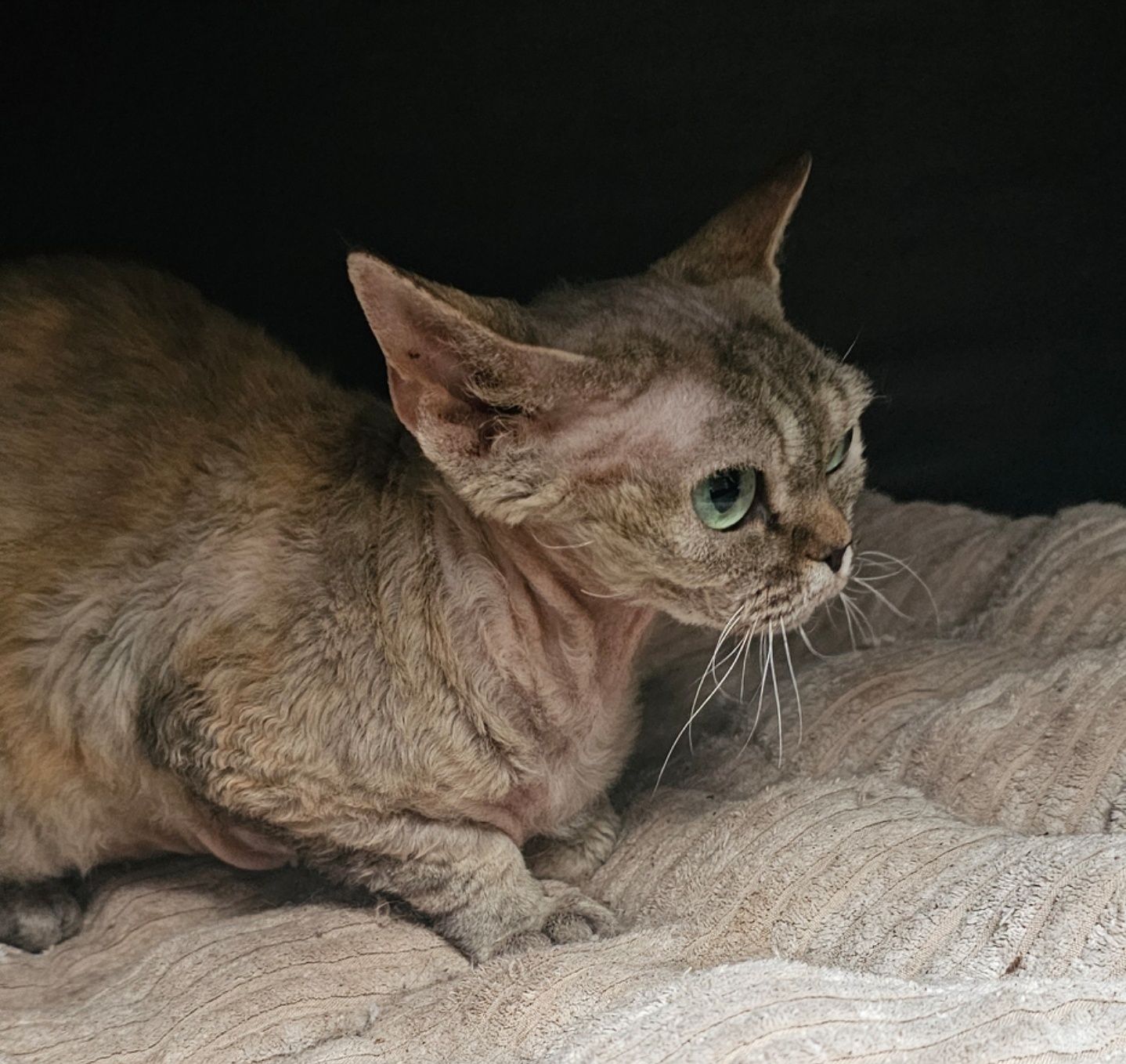 Kotka devon rex dorosla piękna duże oczy