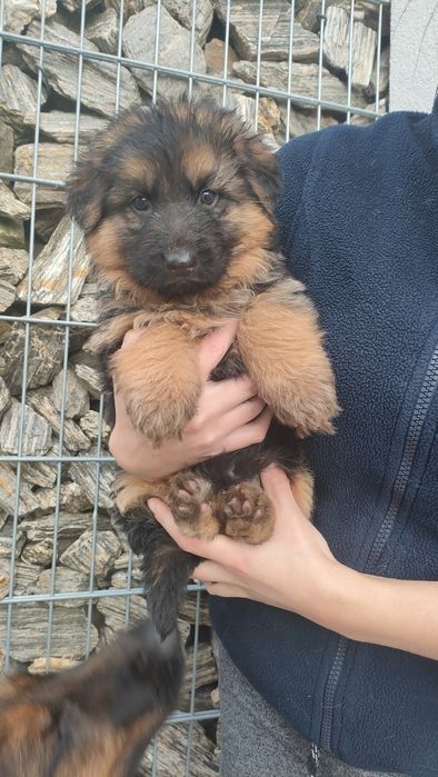 Szczeniak suczka owczarek niemiecki długowlosy Pcim