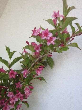 planta natural flor linda