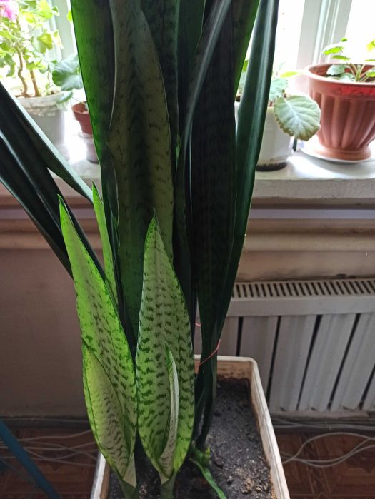 Комнатное растение Сансевиерия «Тещин язык»