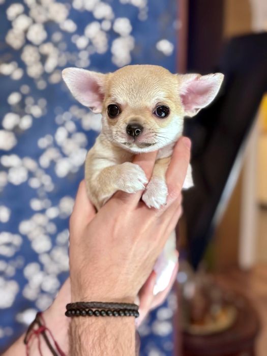 Chihuahua krótkowłosy