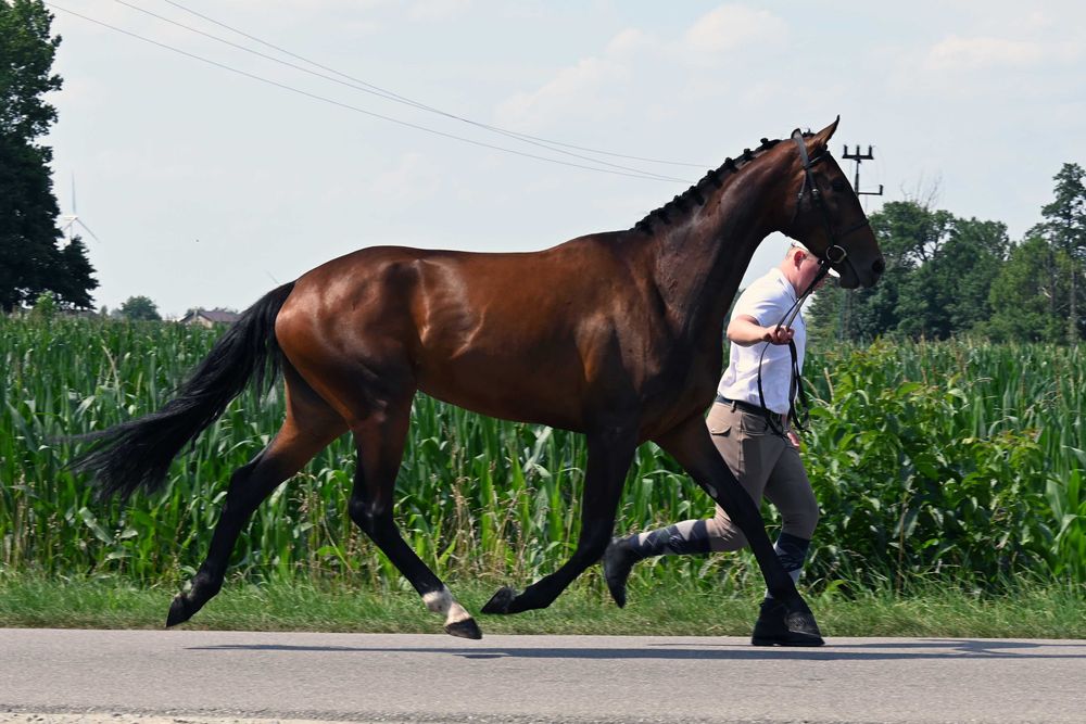 Gniada klacz wlkp po hol. / zaźrebiona