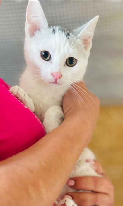 Maleńka Lukrecja szuka pilnie domu