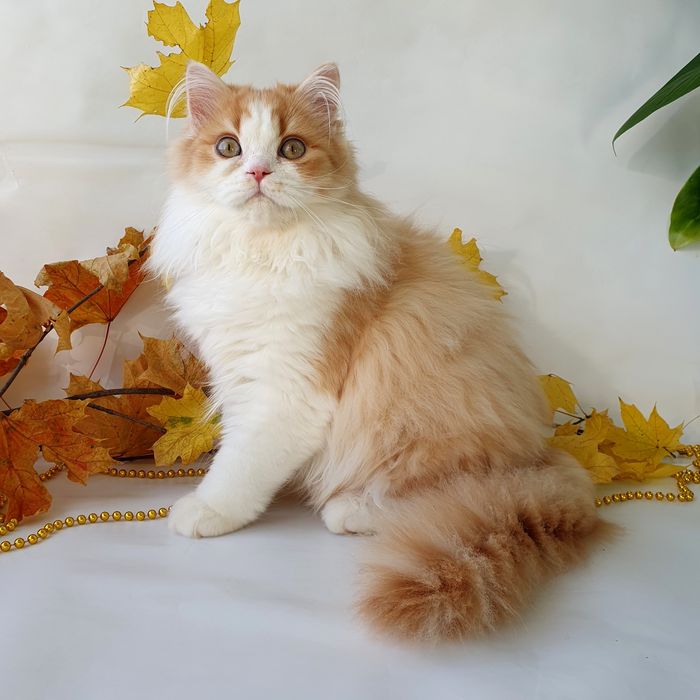 Киев котик британец клубный, рыжий красавчик. Котята, кошенята, кішка.