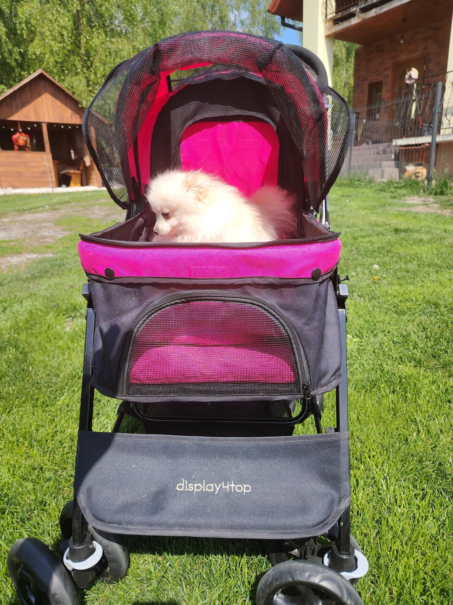 Szpic miniaturowy pomeranian mini dzewczynka