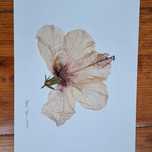 Coleção Vintage Hibisco