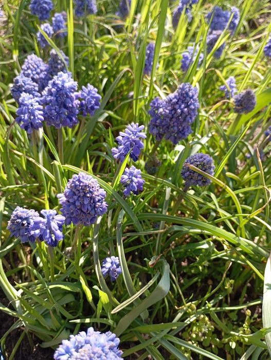 Цибулини  мускарі Синій шип Нідерланди