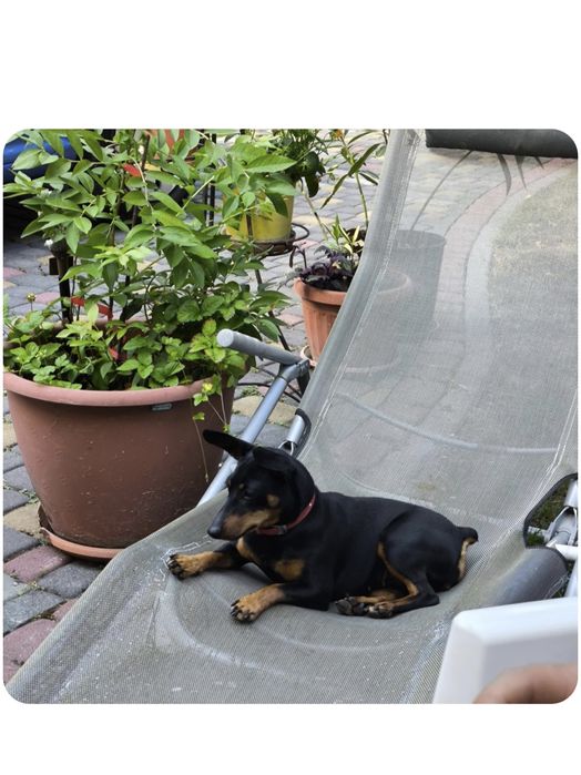 Чистокровні цвергпінчери(карликові піечери), можлива доставка.