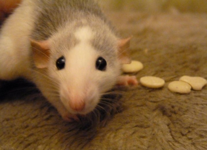 Щурики породи Хаскі.