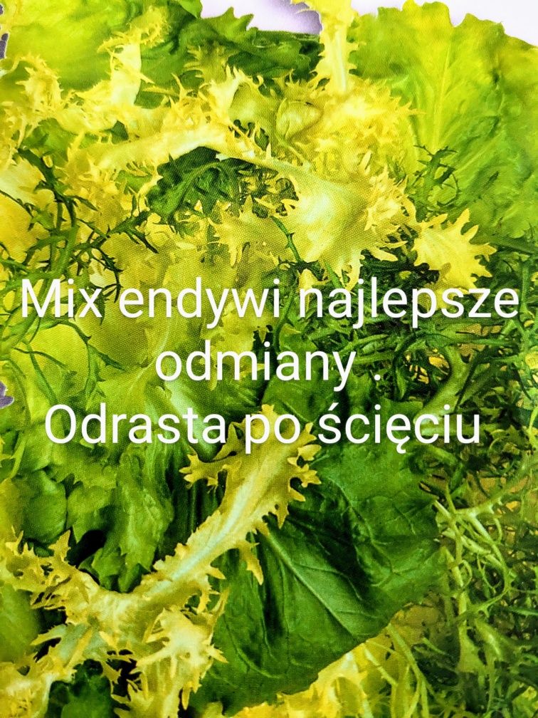 Mix Sałata  Cykoria Mizuna Endywia 30 gat  nasiona