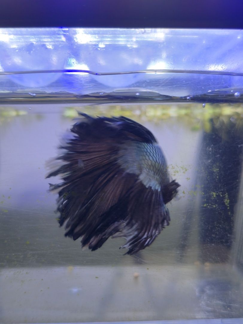 Betta macho meia lua