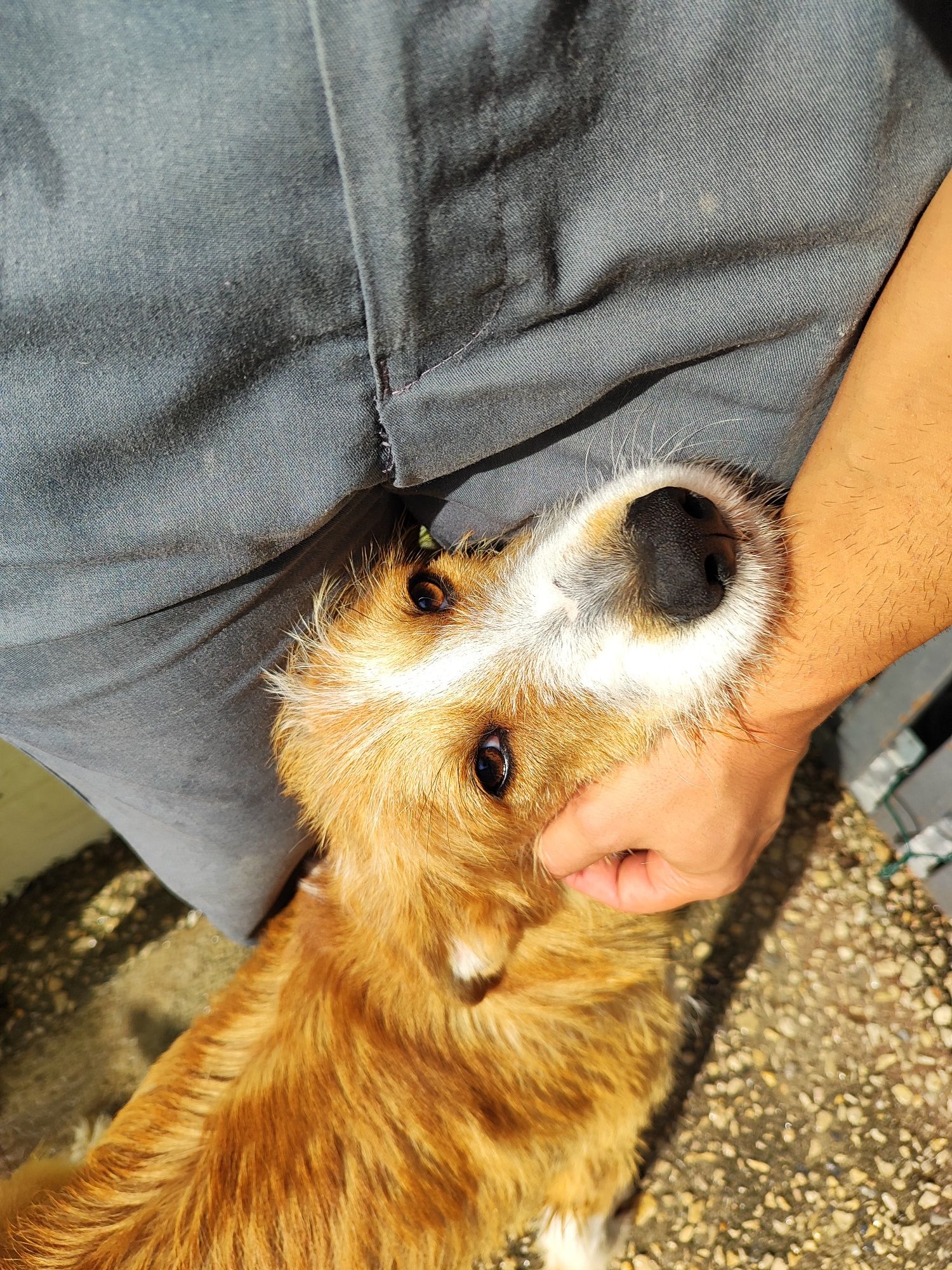 Cachorro para adoção