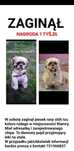 Zaginął shih tzu Chełmno i okolice