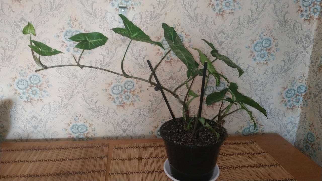 Комнатное растение Сингониум Баттерфляй / Взрослое растение