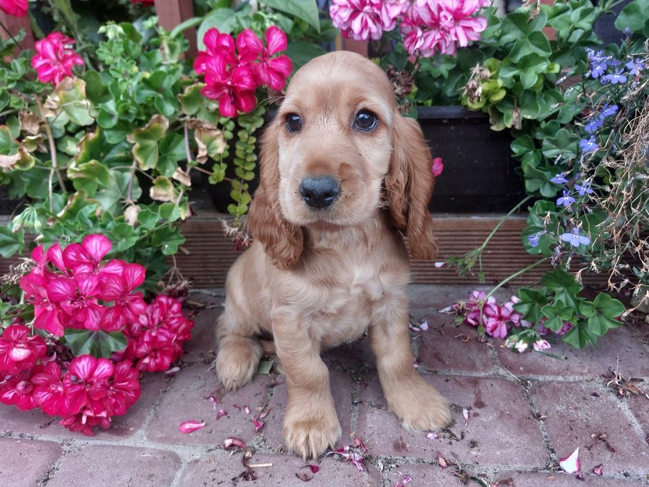 Cocker Spaniel Angielski piesek nowe zdjęcia