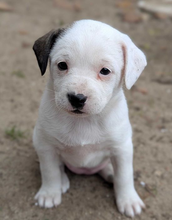 Śliczne małe pieski do oddania