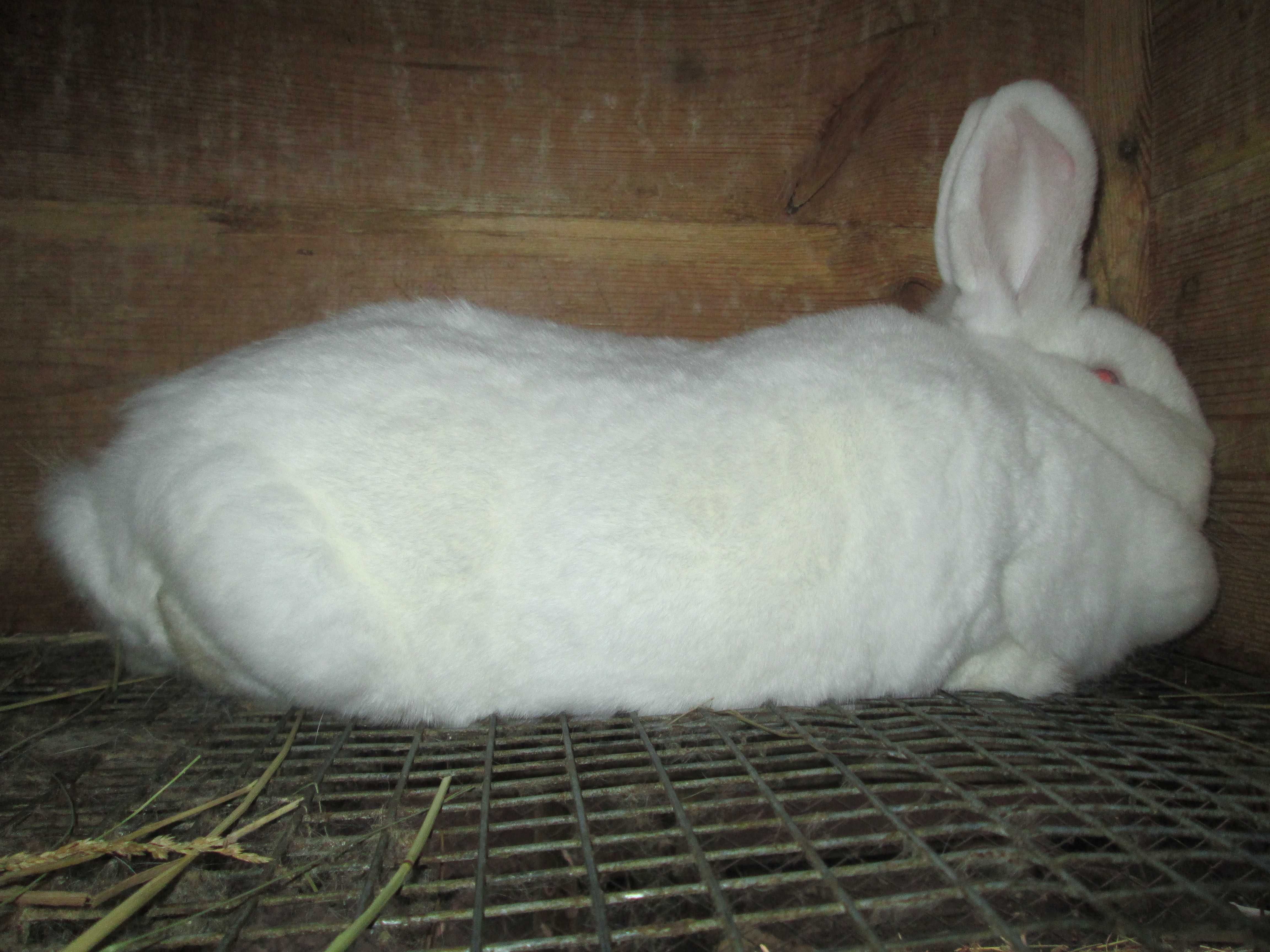 Продам кроликов Новозеландский белый