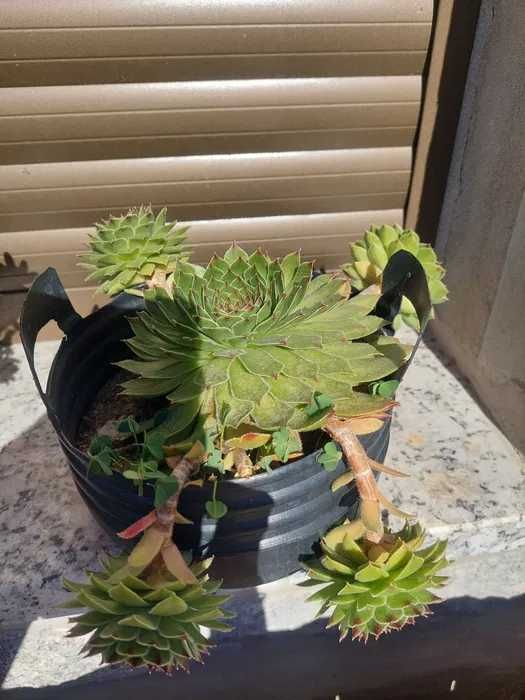 [Planta] Suculenta Sempervivum