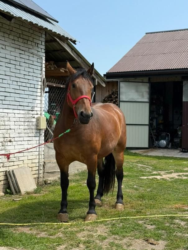 Sprzedam klacz zimnokrwista