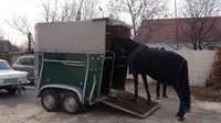 Евакуація тварин Перевозка лошадей перевозка коней