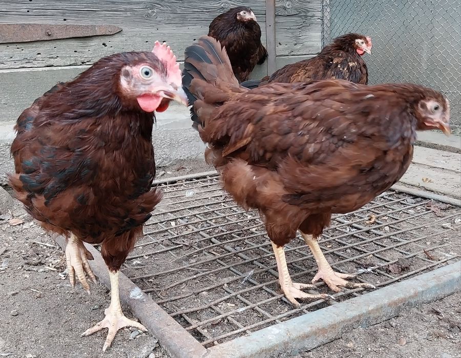 Kury koguty karmazyn 2025r