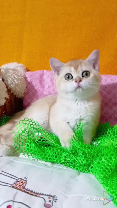 Девочка золотая шиншилла