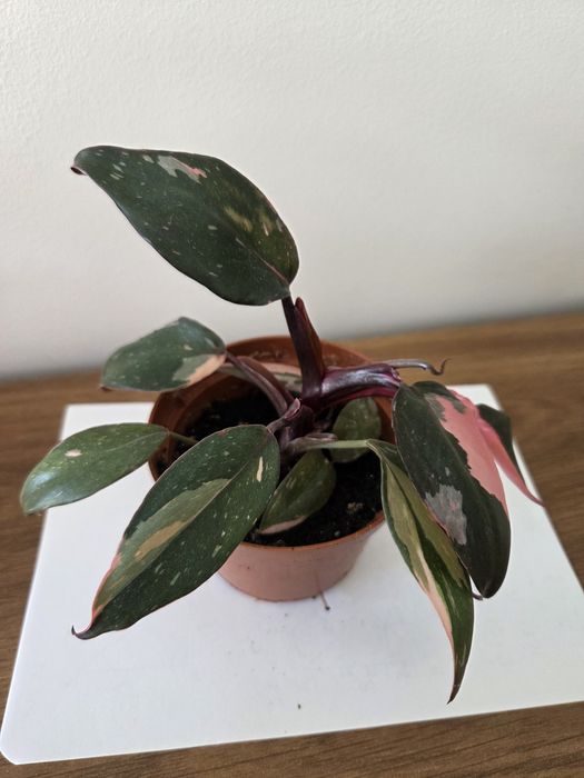 Philodendron pink princess mała roślina