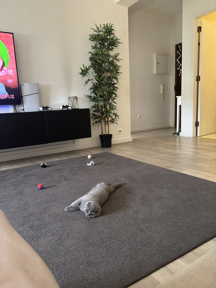 Scootish Fold Blue ( 3 meses )