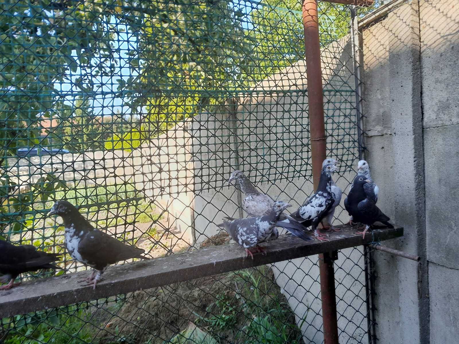 Młode gołębie tygrysy