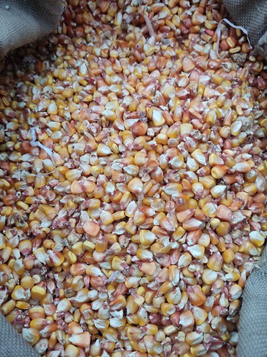 Кукуруза, овёс..