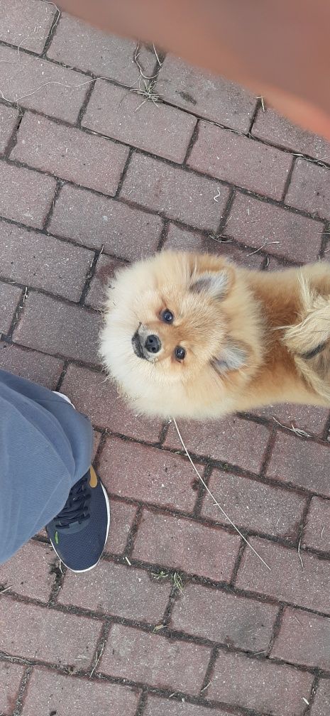 Pomeranian szpic miniaturowy suczka malutka