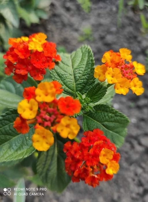 Лантани різних кольорів