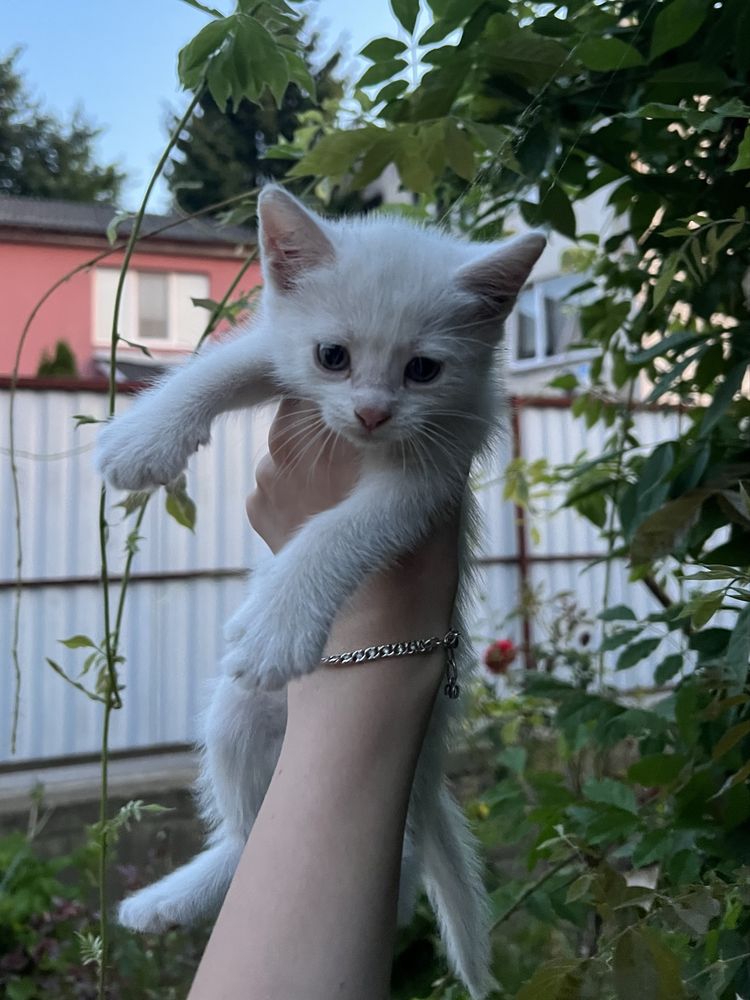 віддам кошеня в хороші руки!