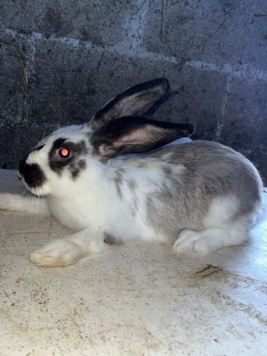 Coelhos Caseiros – 2 Meses | Filhos de Excelentes Reprodutores