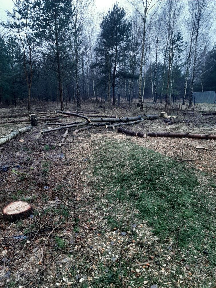 wycinka drzew, porządkowanie działek