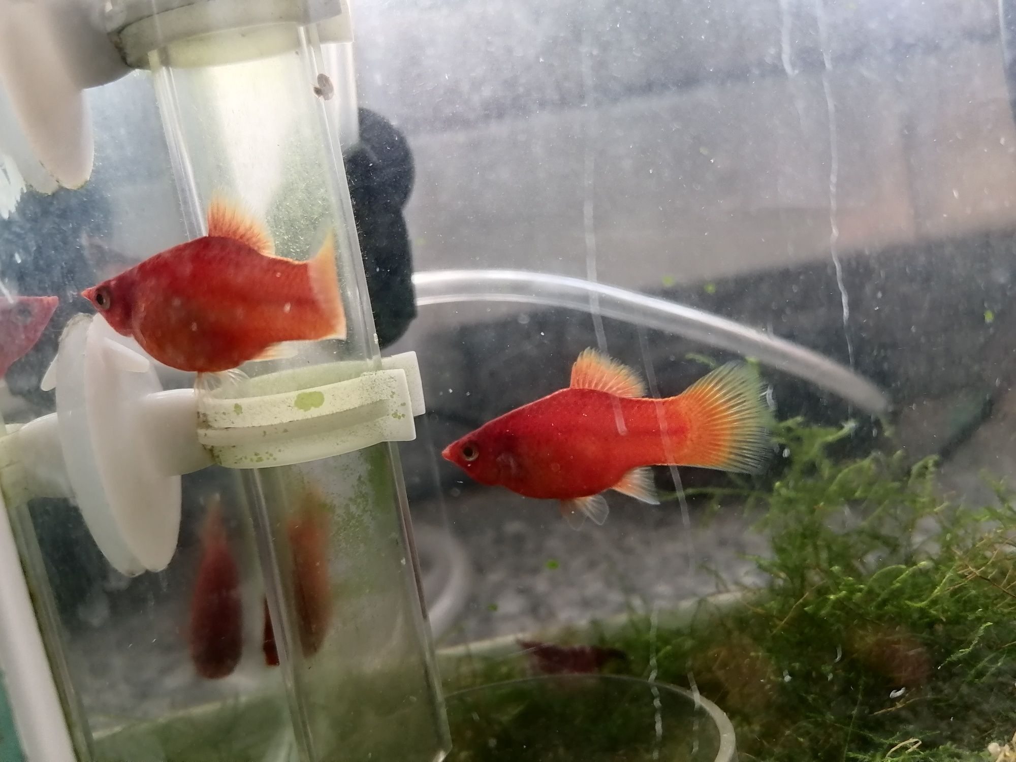 Peixes Platys laranja machos e fêmeas