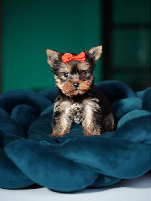 Чемпіон по любові — йорк у подарунок!