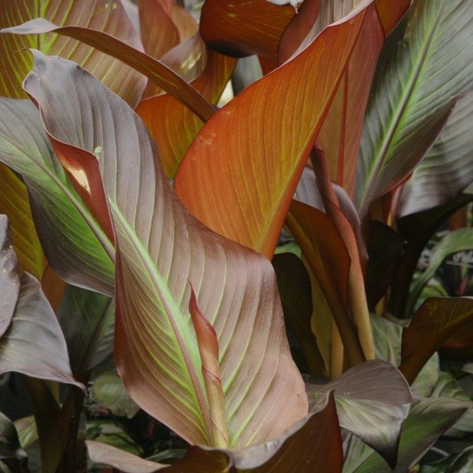 Impressionantes Bananeiras vermelhas XL, Ensete ventricosum maurelli